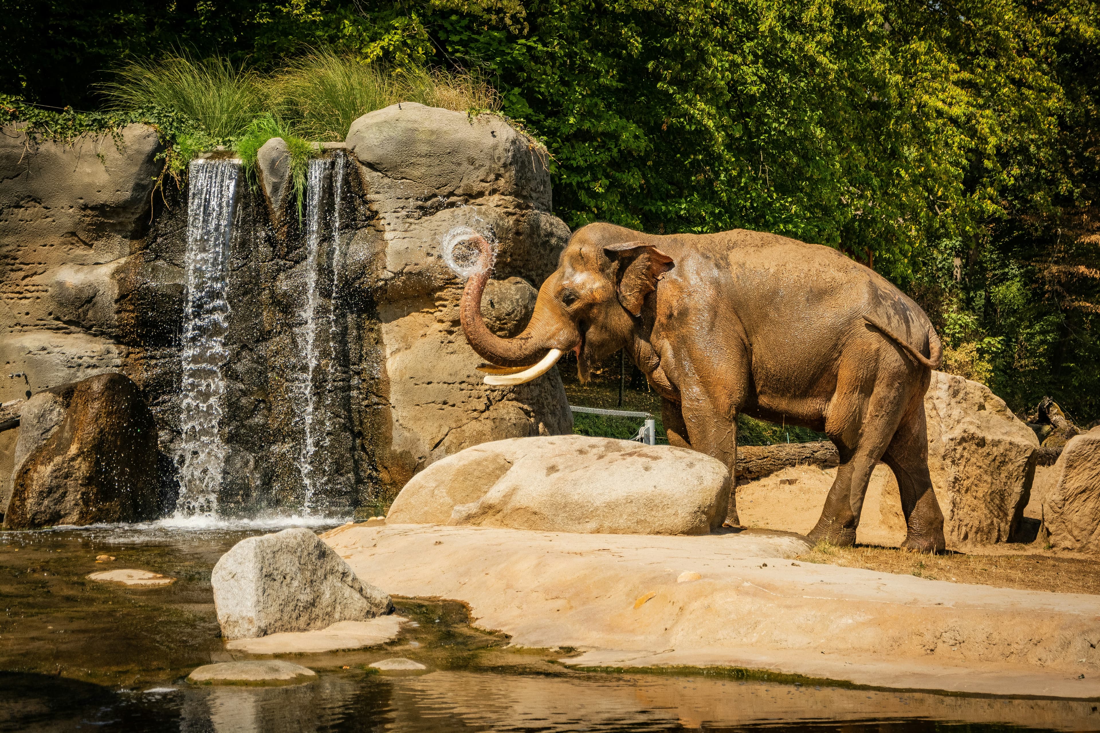 Ethical Elephant Encounter & Jungle Nature