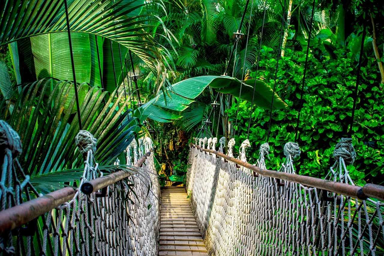 Morning Jungle Trek & Departure