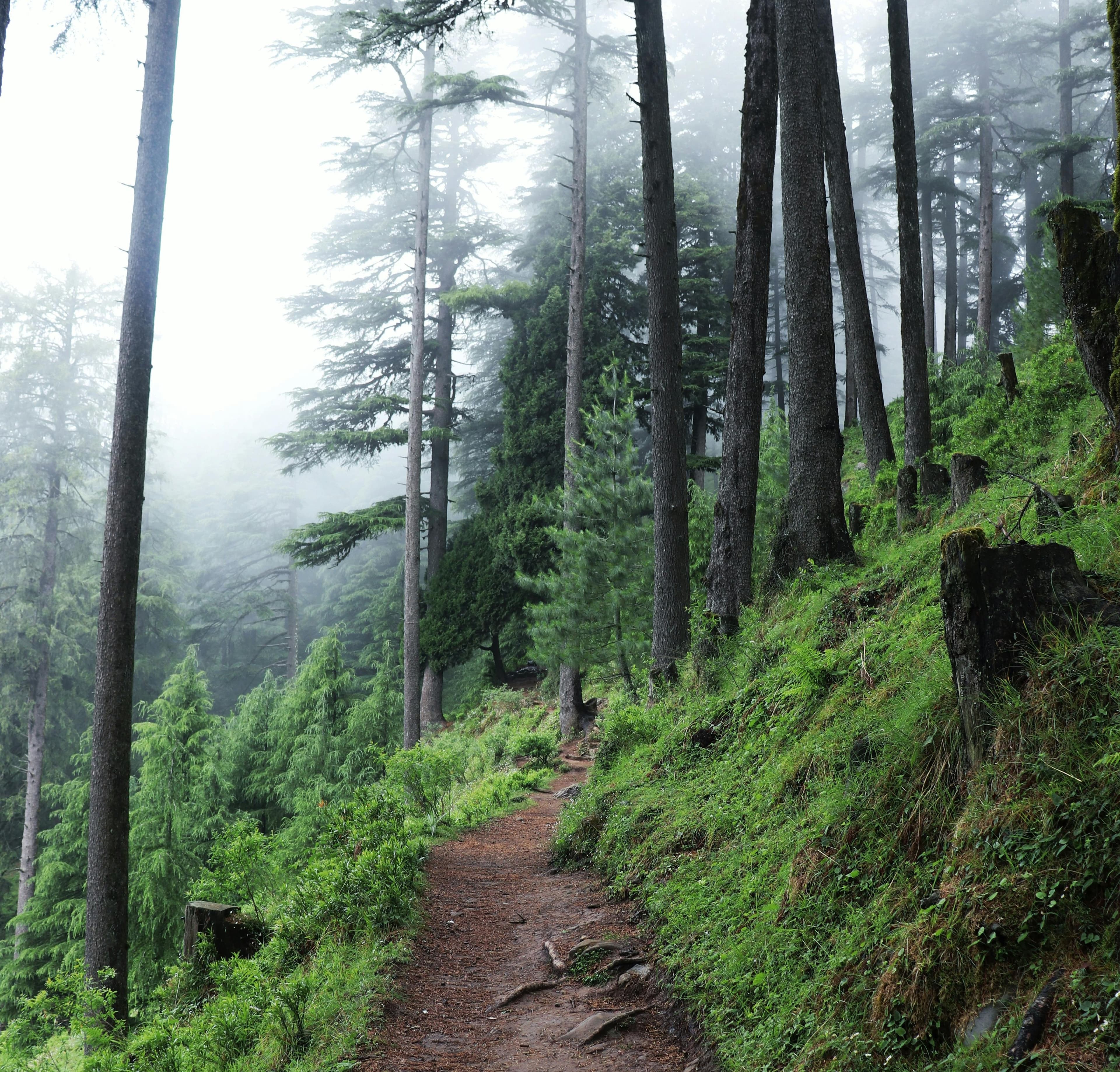 Hidden Trails & Local Villages (Dehradun)
