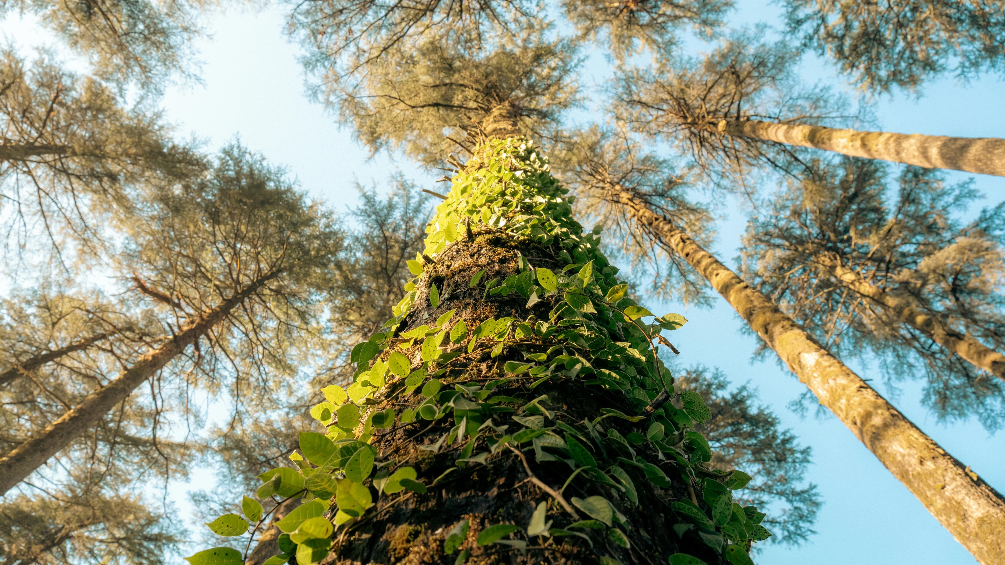 Romantic Uttarakhand – Mussoorie, Dhanaulti & Corbett slide 1