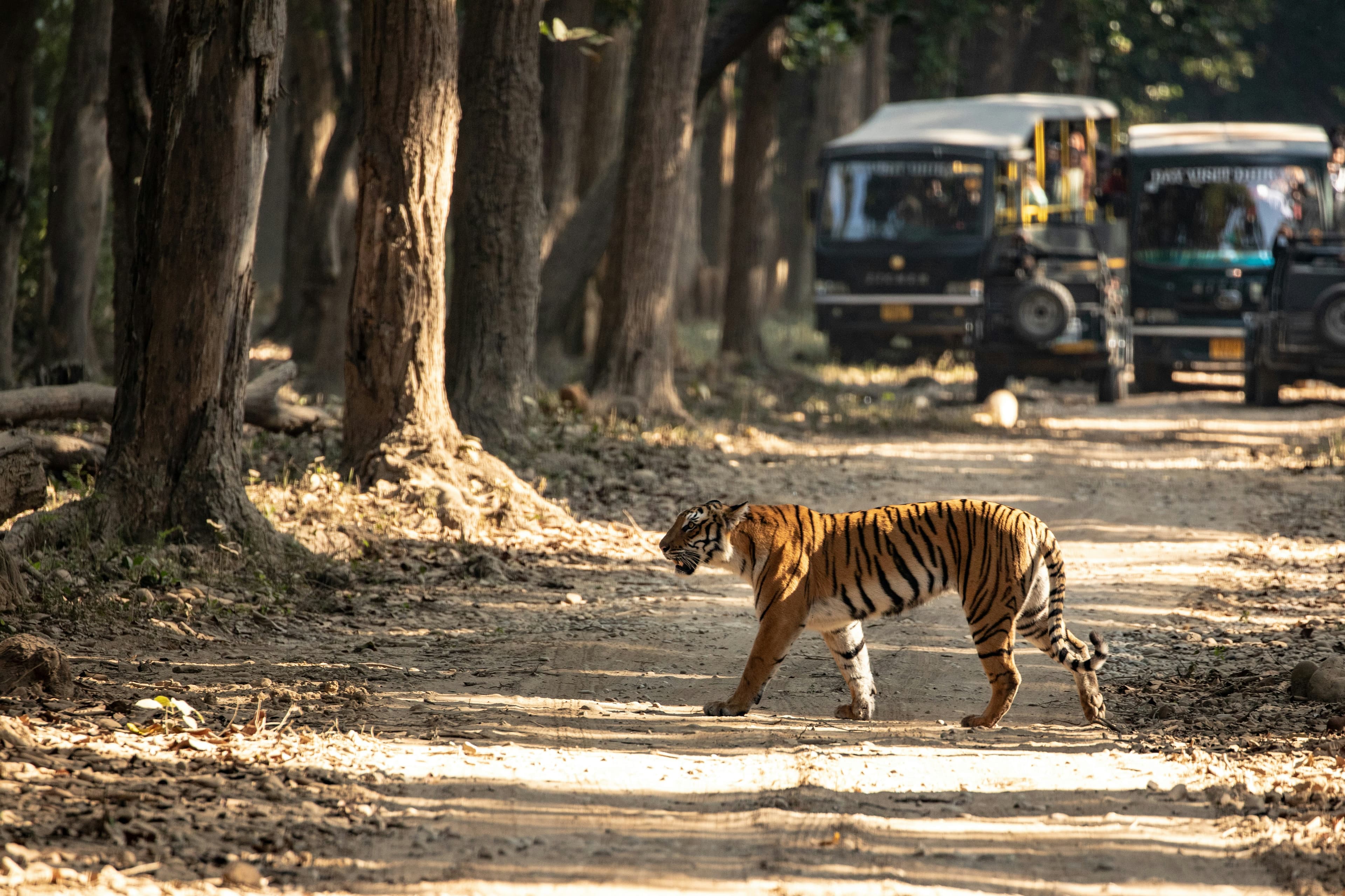 Jim Corbett Safari & Leisure