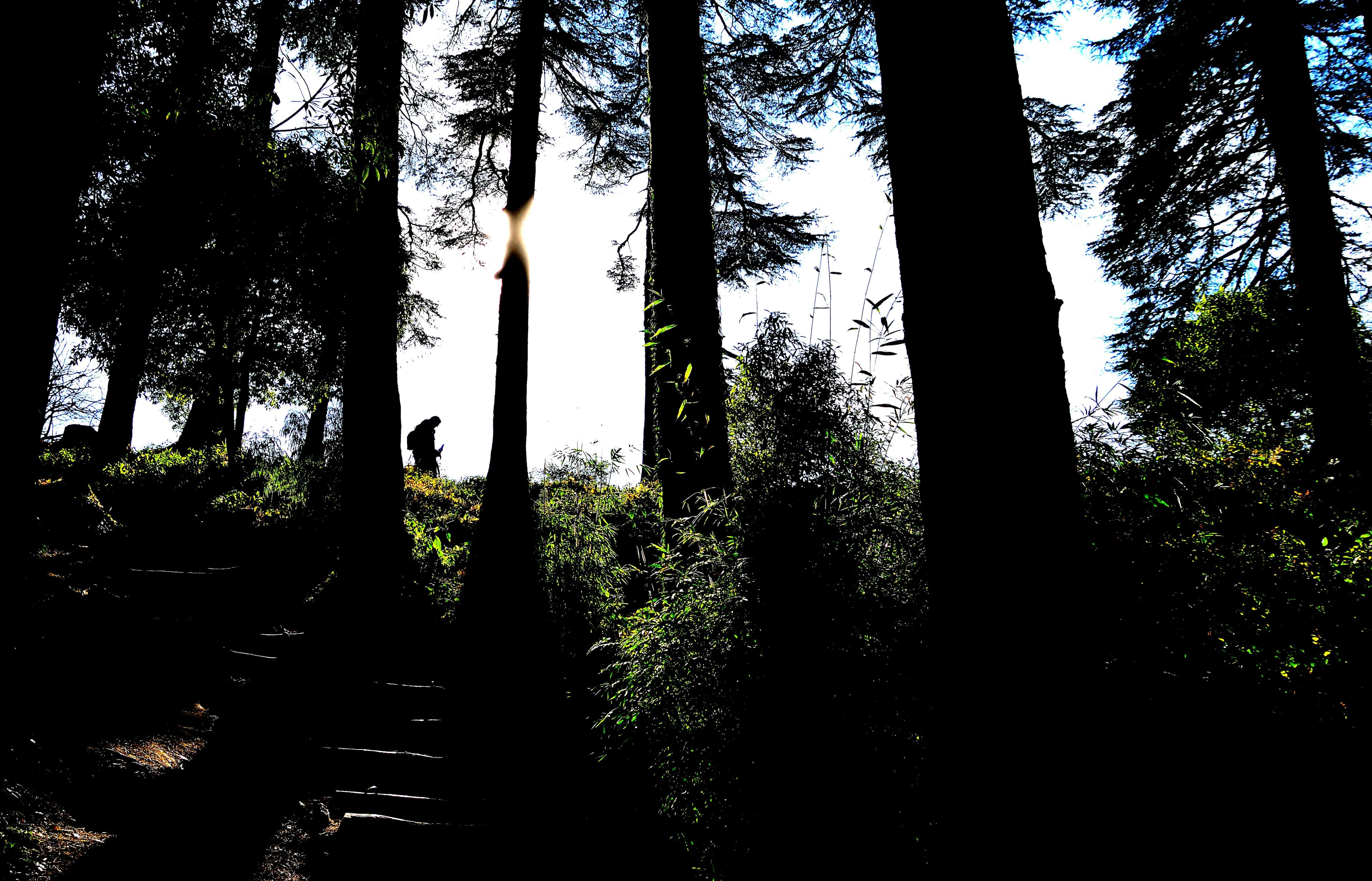 Luxury Honeymoon Escape – Mussoorie, Dhanaulti & Corbett slide 3