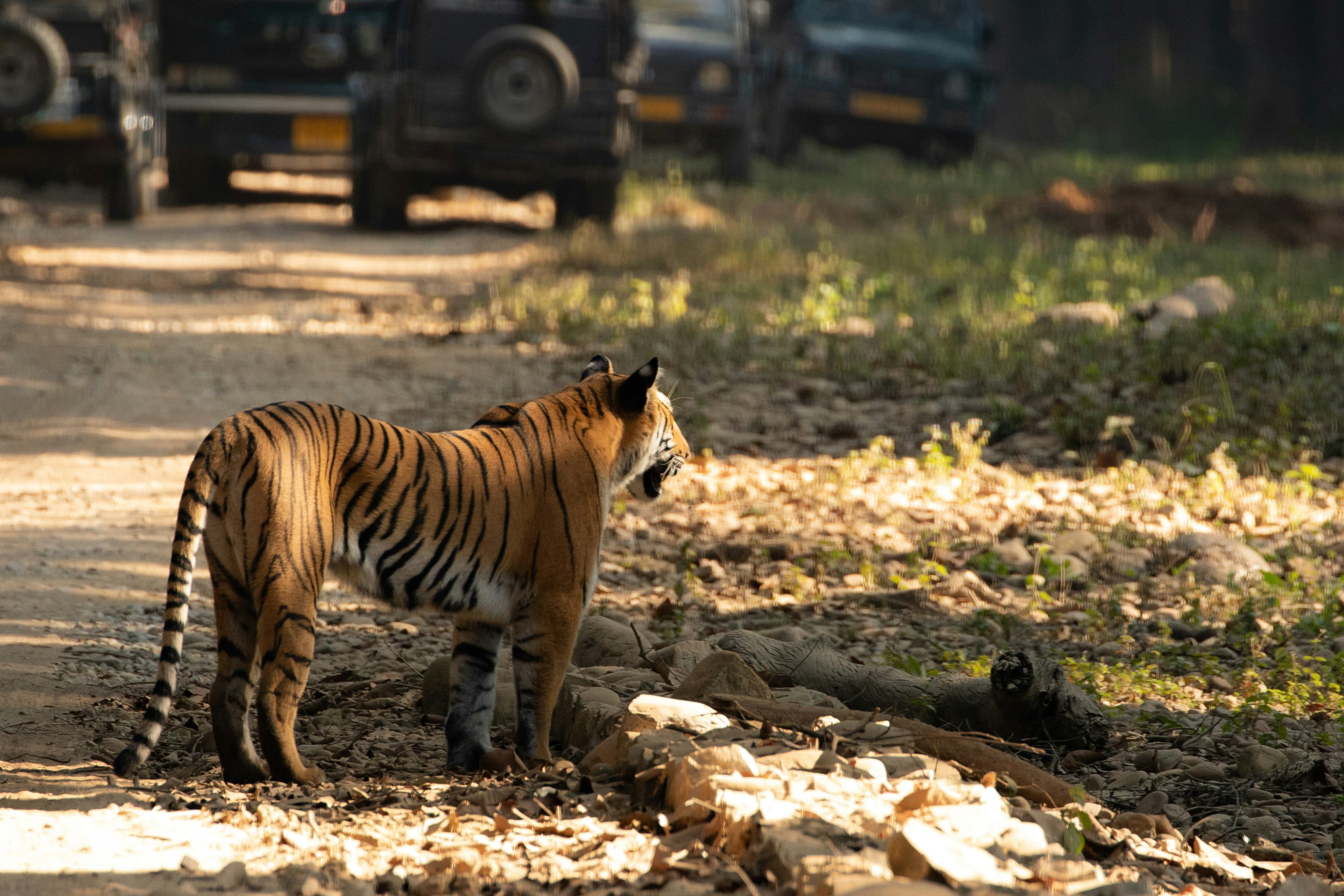 Drive to Jim Corbett