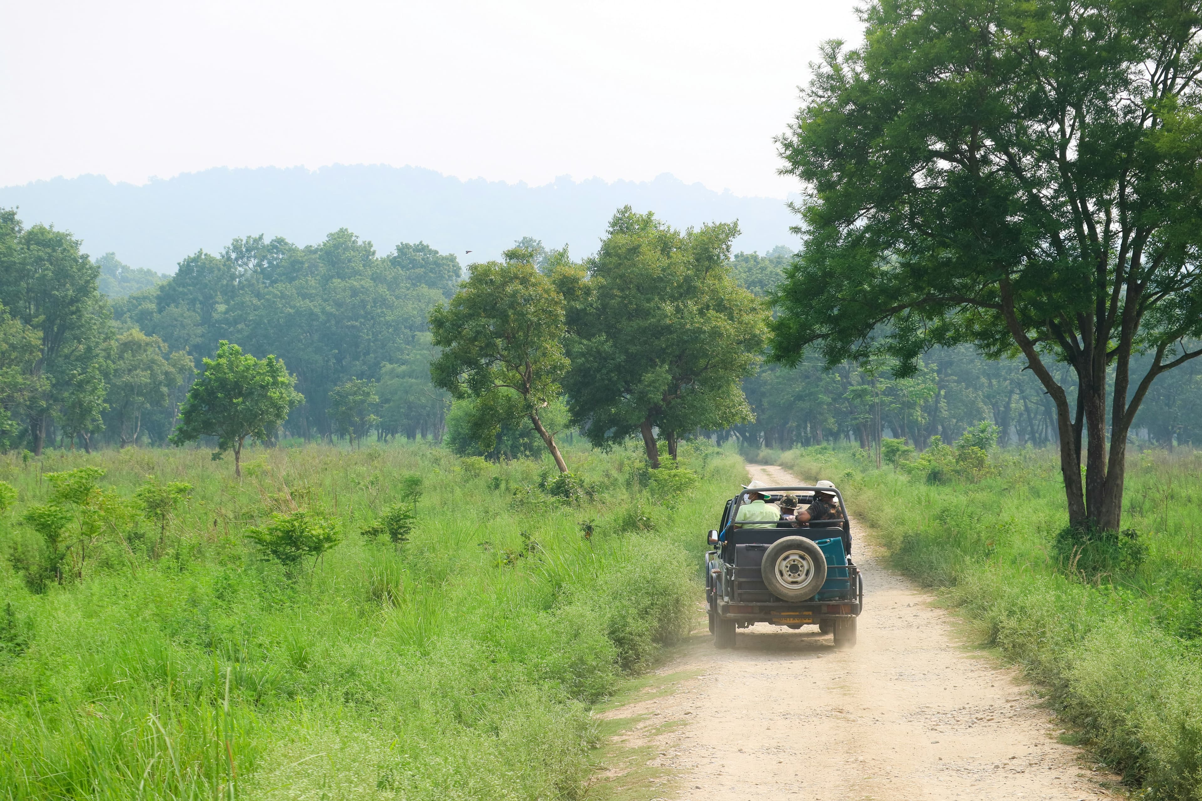 Safari & Forest Luxury
