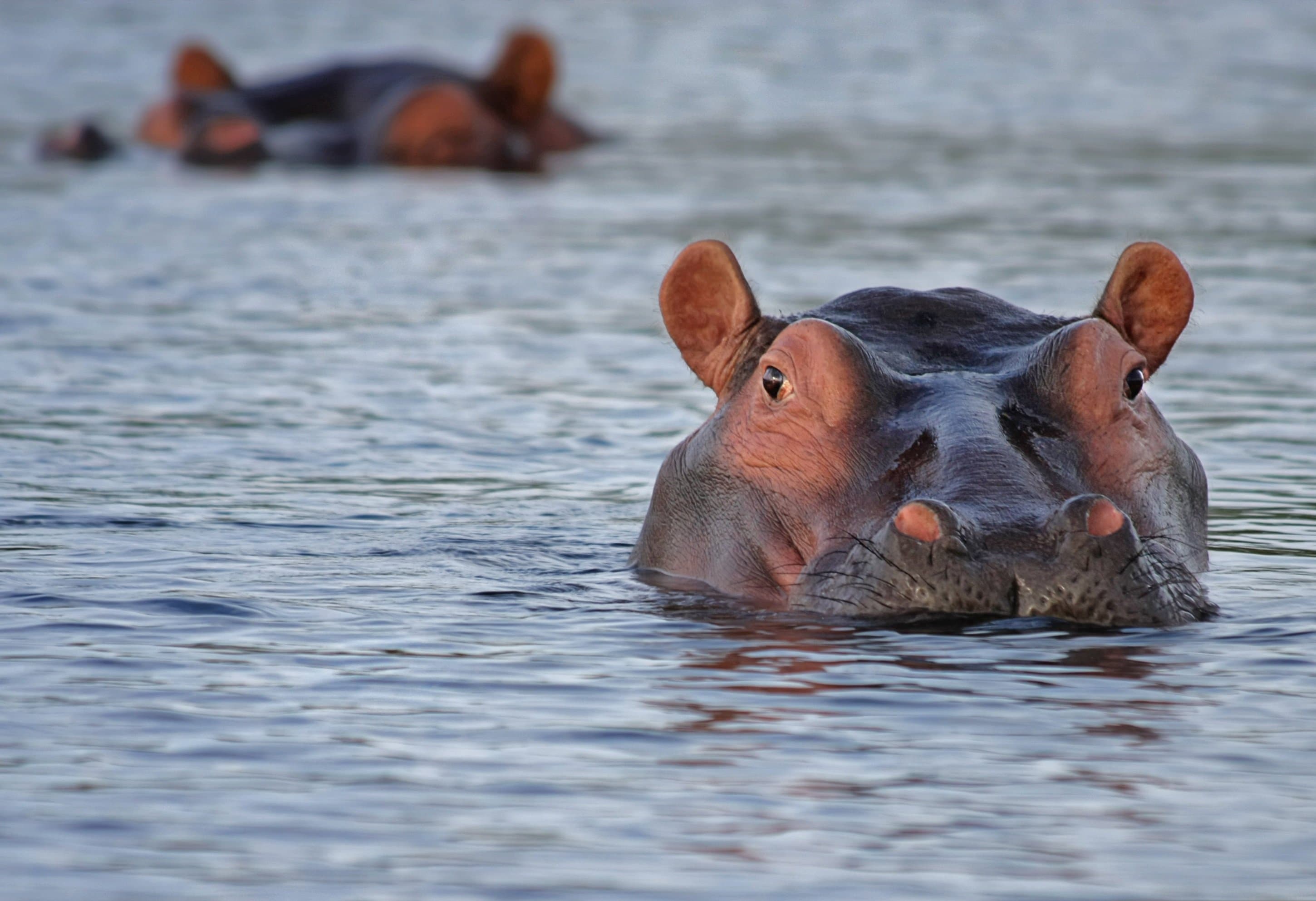 Zambia Safari Experience slide 2
