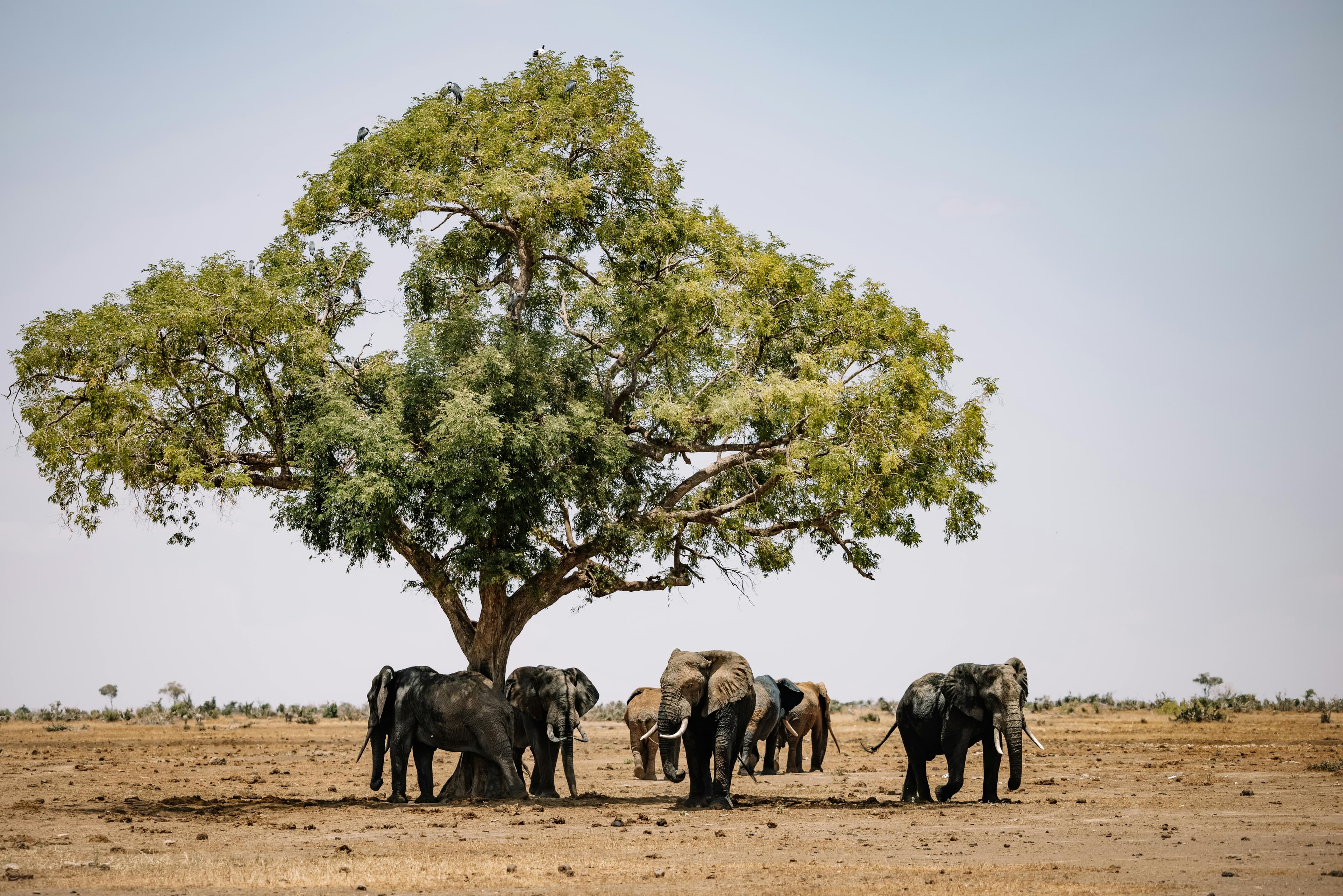 Zambia Safari Experience