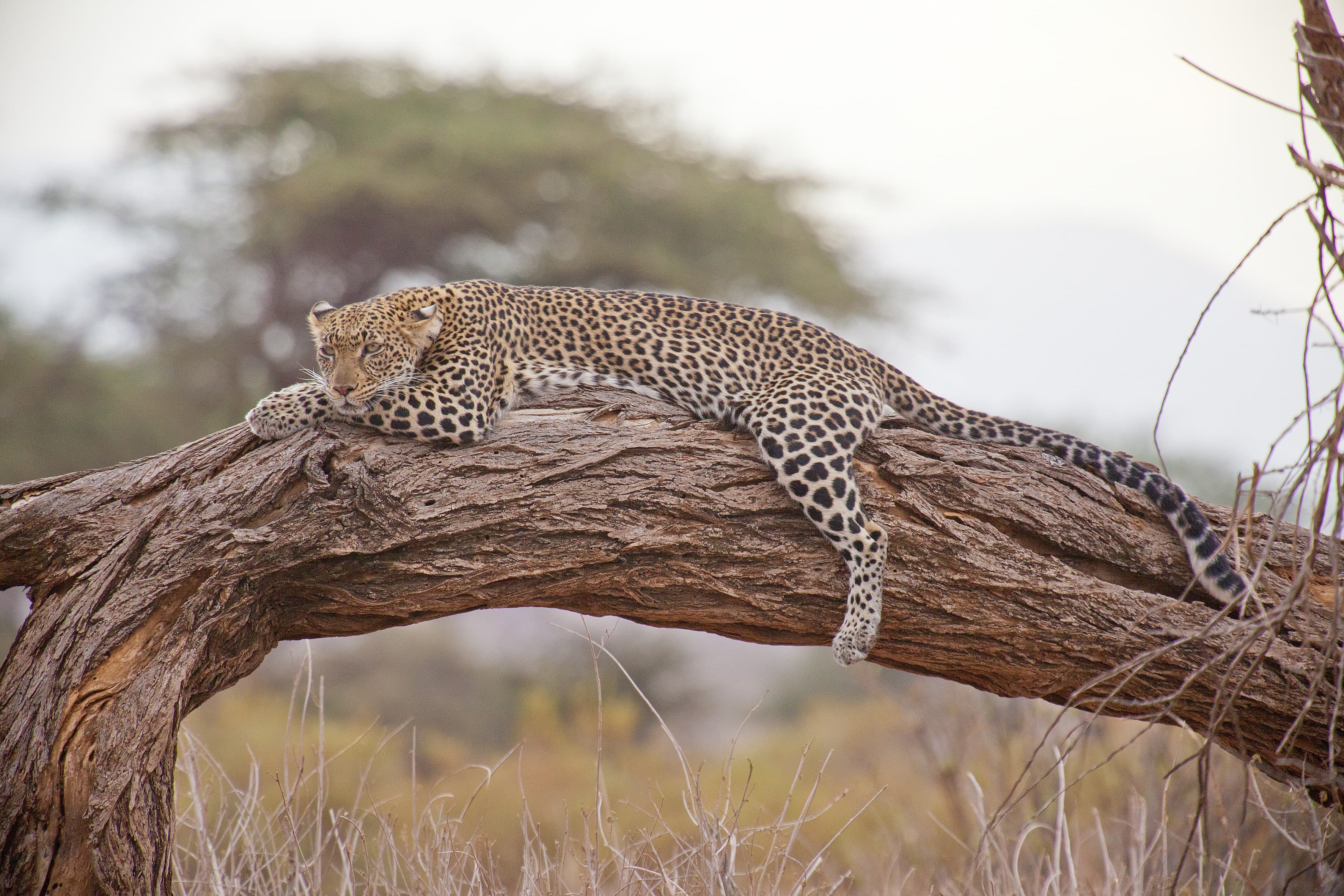 Premium Zambia Safari & Falls Adventure slide 1