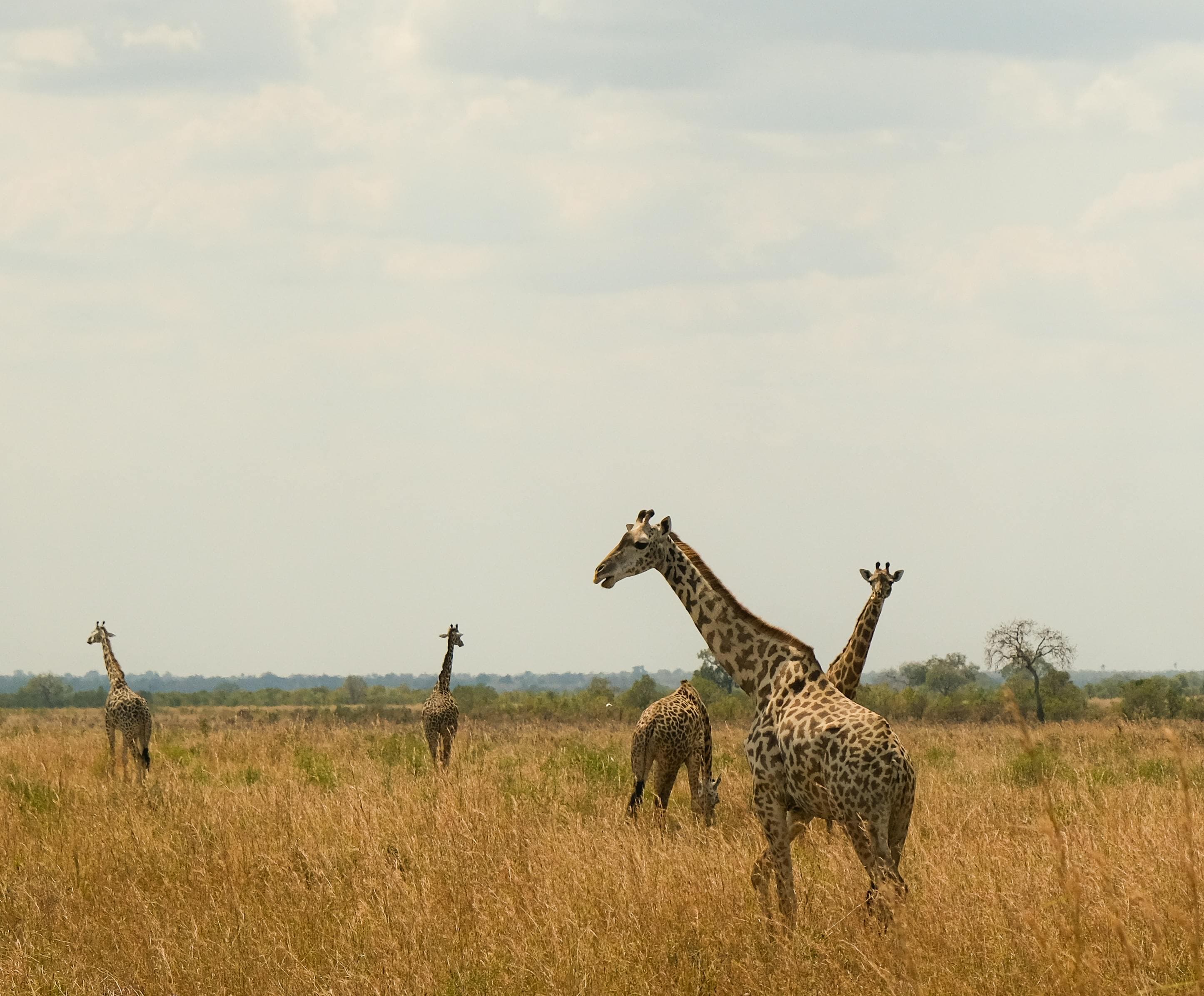 Premium Zambia Safari & Falls Adventure slide 4