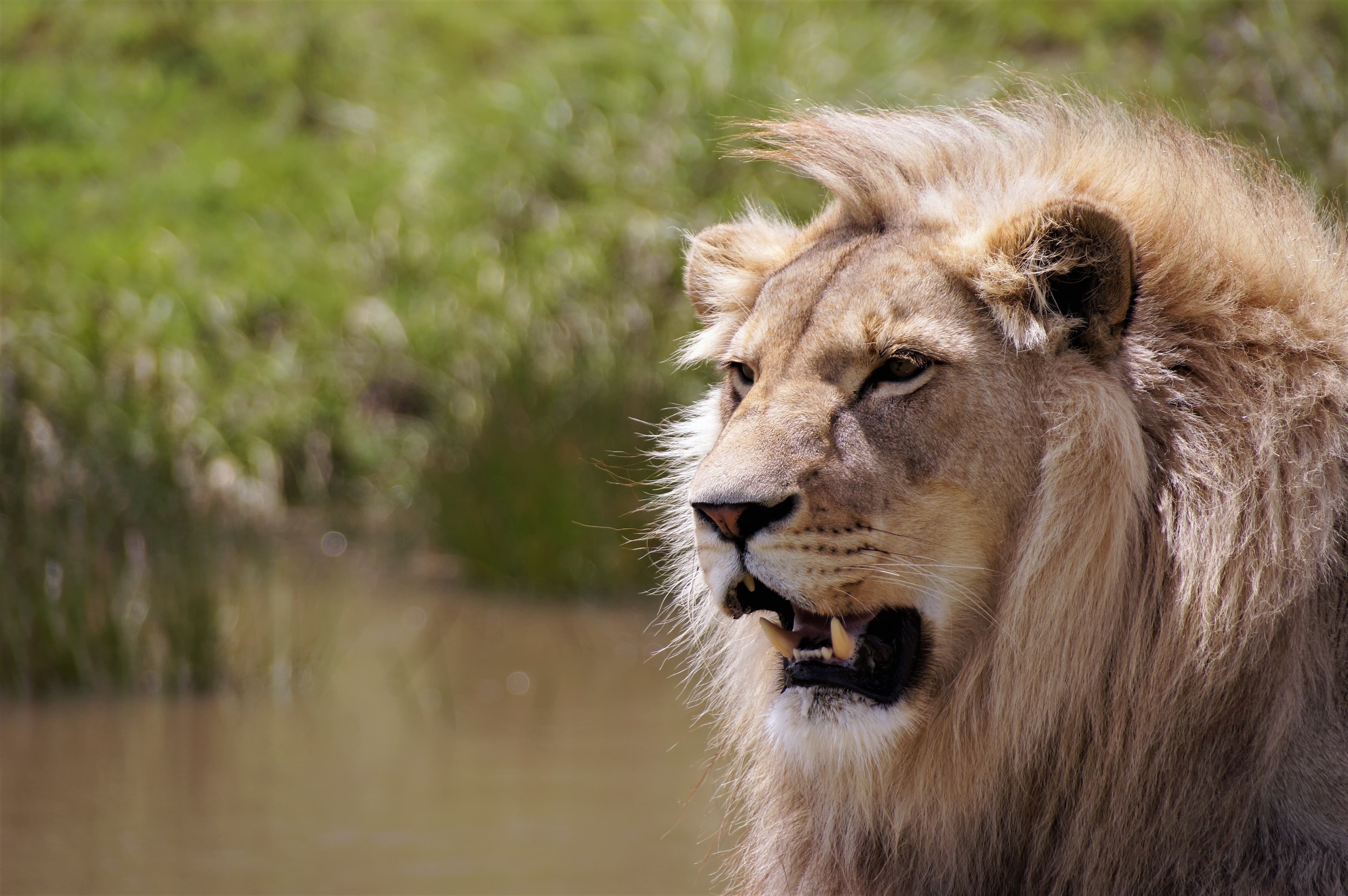 Premium Zambia Safari & Falls Adventure slide 5