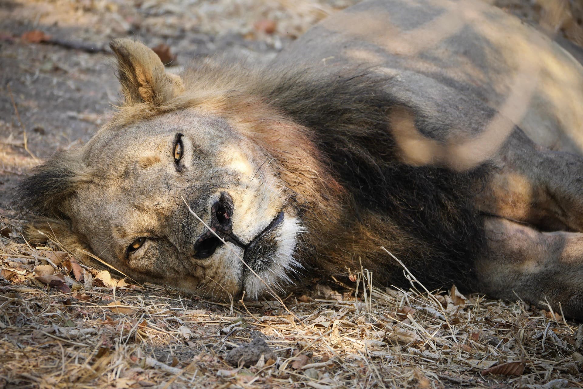 Flight to South Luangwa & Afternoon Game Drive