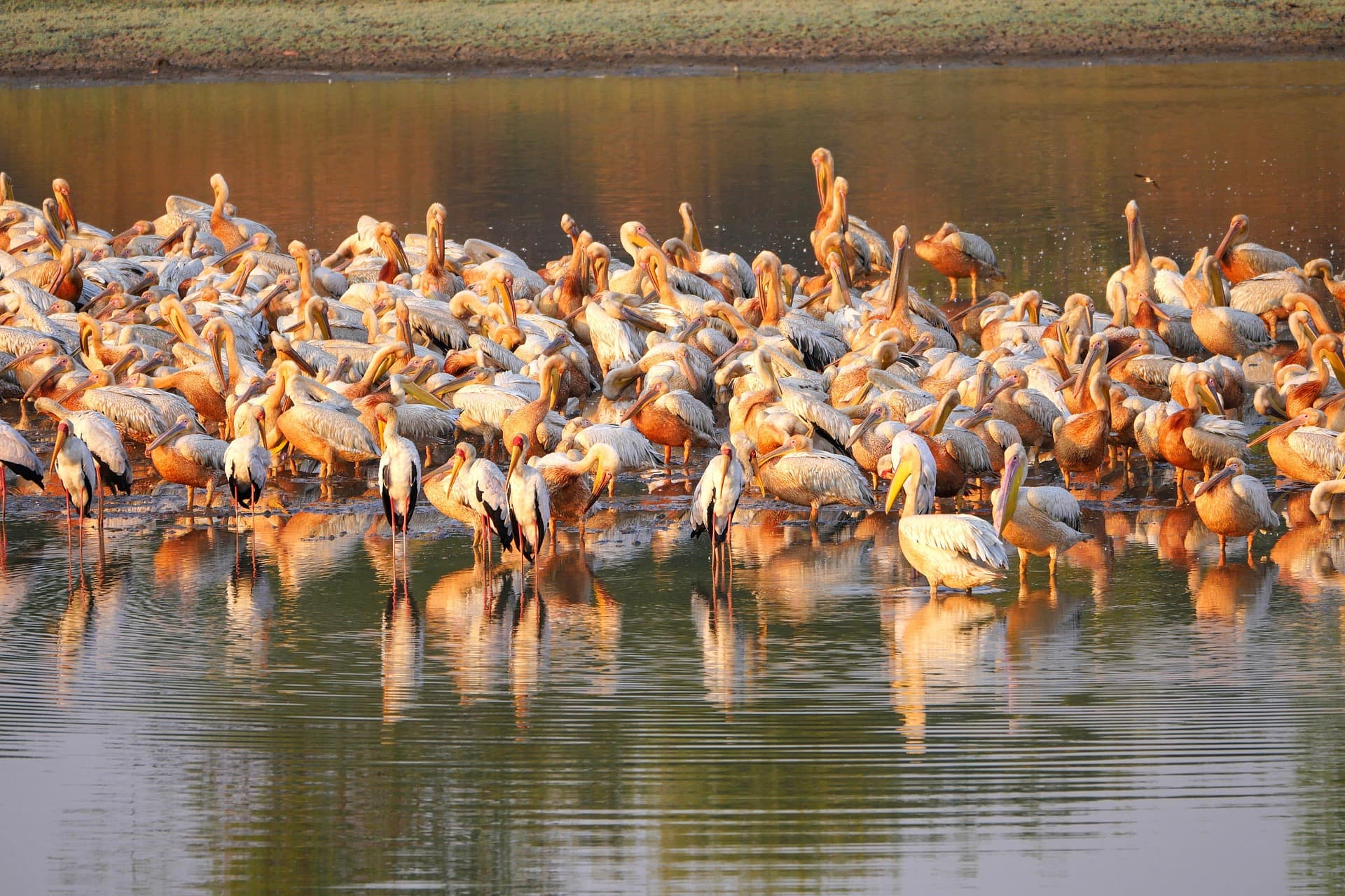 Full Safari Experience in South Luangwa
