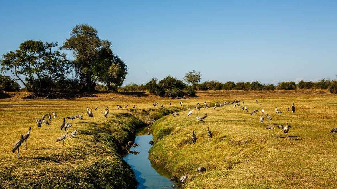 Lower Zambezi Safari & Return to Livingstone