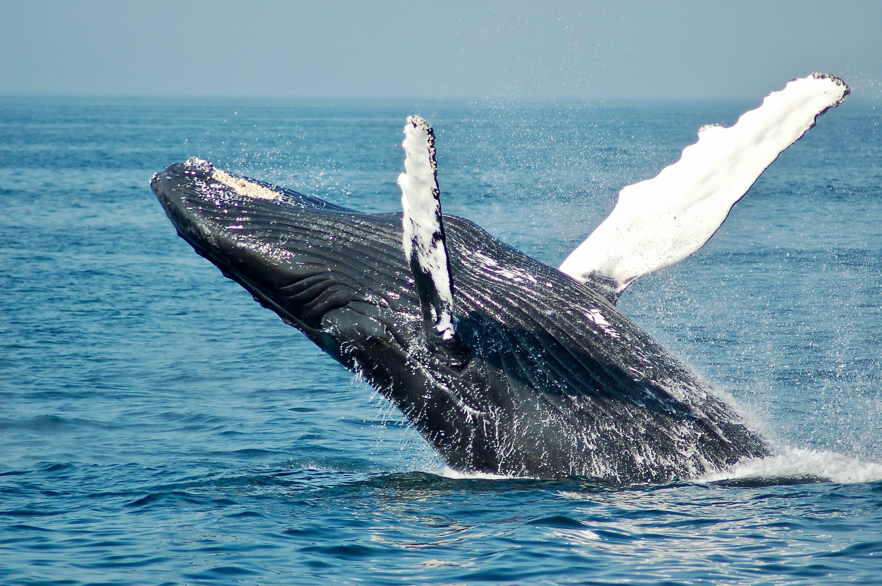 Mirissa - Whale Watching & Leisure